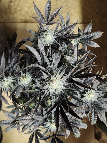 Rings of Saturn & Ghostboosters - Apollo Haze Artisanal Line — harvest, day 82