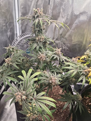 SoFloBudz — flower, day 114