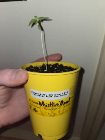 Last Auto's Before Frost? — seedling_rooting, day 1