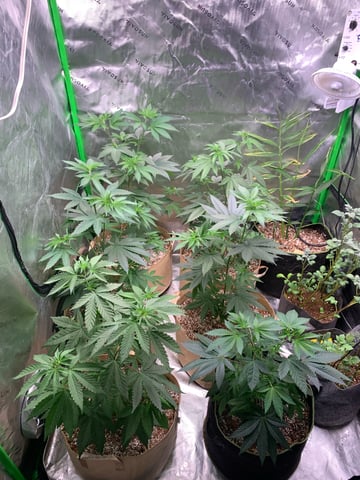 Papaya Frosting  — vegetative, day 53