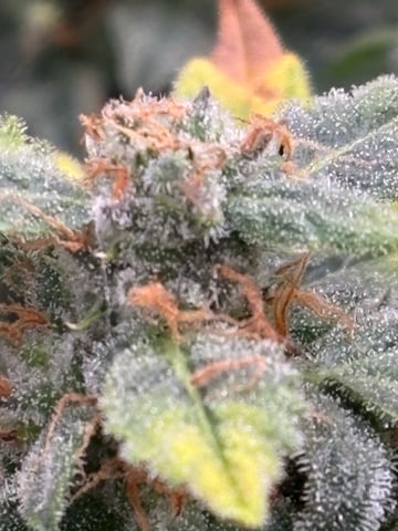 back to my roots.  — flower, day 33