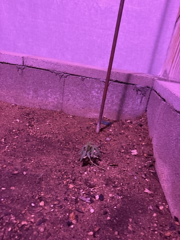 2 Mystery And Special Queen One Auto  — vegetative, day 22