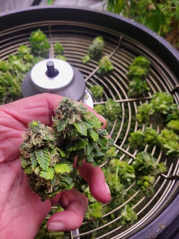 clones — harvest, day 88