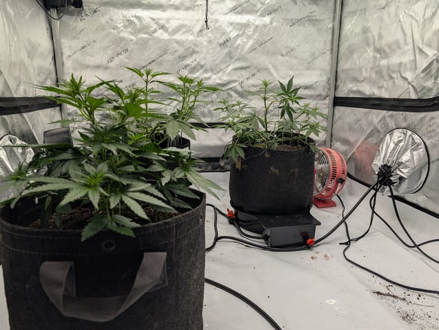 Grow #4 — vegetative, day 32