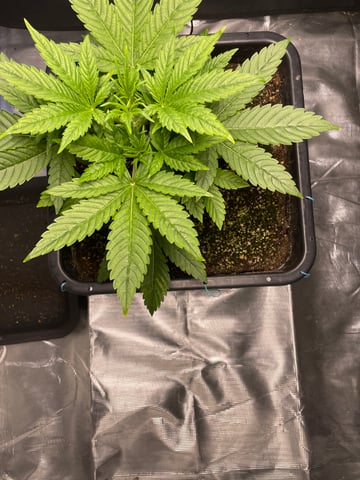 ripleys og — vegetative, day 30