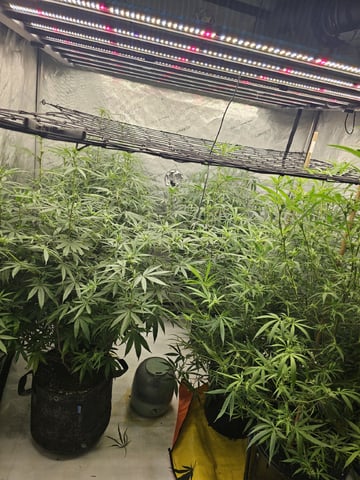 Dwc & Soil Run.  — vegetative, day 59