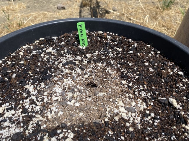 Auto Grow #2 2026 — germination, day 6