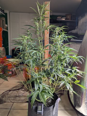 Control Plant — flower, day 69
