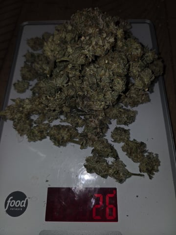 Bruce Banner #4  — harvest, day 132