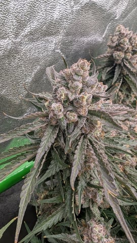 Perpetual Autoflower Mixed Grow #3 — flower, day 70