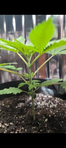 B E A utiful  — vegetative, day 20