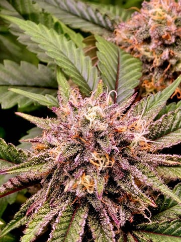 Dirty Bird - Thousand Island Fem & Platinum Kush Breath Remix x Grape Cakehead Fem Photo  — flower, day 94