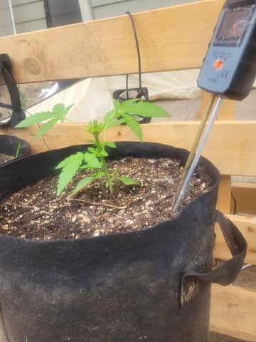 Clones And Hermie Seeds — vegetative, day 36