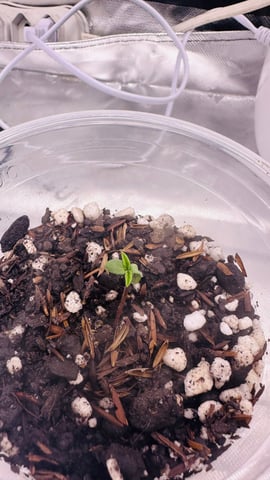 Cabana do Gato — seedling_rooting, day 7