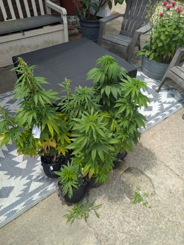 2026 Seedrun — vegetative, day 91