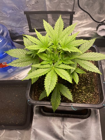 ripleys og — vegetative, day 30