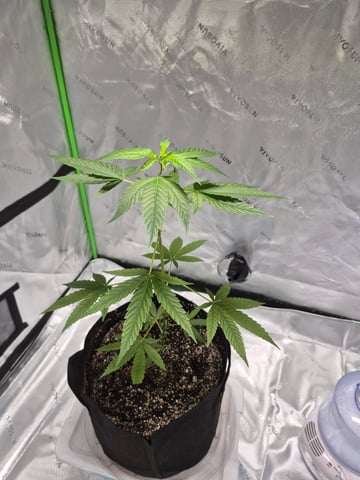 My young clone  — vegetative, day 12