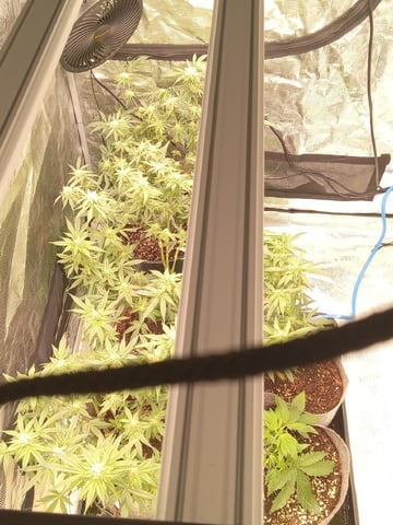 Blueberry critical kush x purple peyote wifi  and one L.a kush cake . — seedling_rooting, day 21