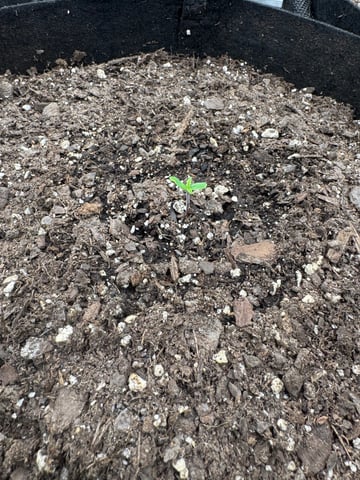 Gelato Auto — seedling_rooting, day 7