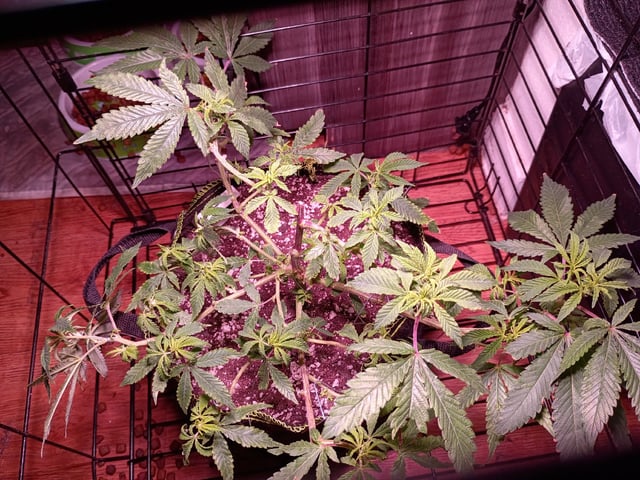 FKAFL — vegetative, day 43
