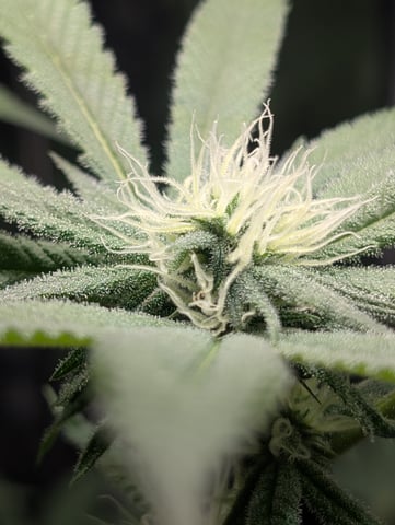 B E A utiful  — flower, day 82