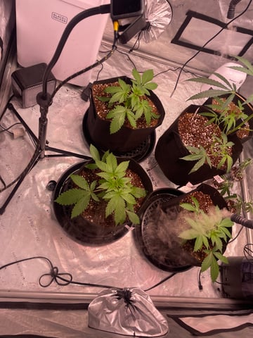 3rd grow — vegetative, day 7