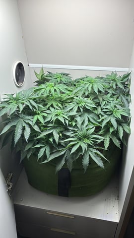 Armário — vegetative, day 1