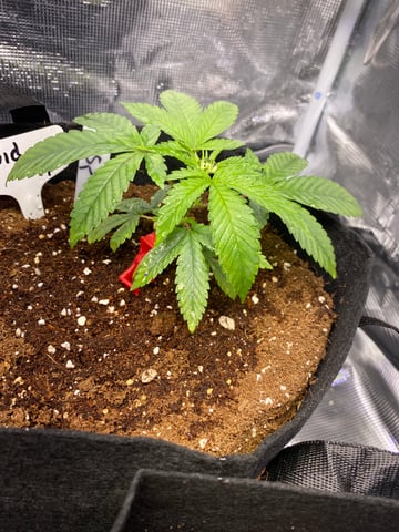 LiLBruh Cannabis — seedling_rooting, day 12