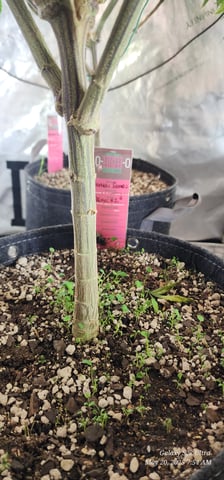 Foundational Legend — flower, day 126