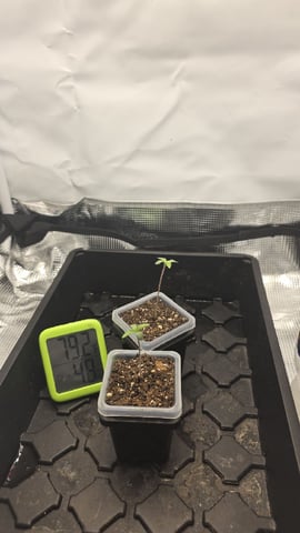 Strawberry Sugar  — seedling_rooting, day 5