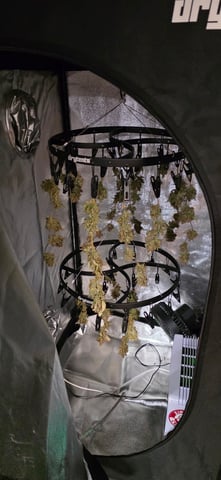 Here We Grow... — flower, day 119