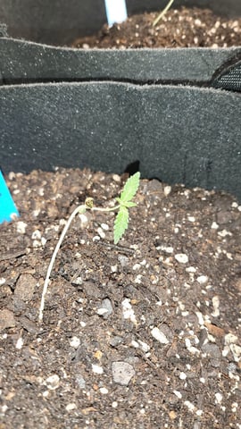 First attempt at planting some seeds — seedling_rooting, day 21