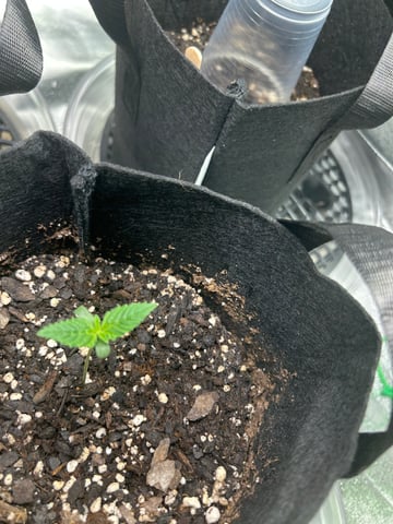 lil blue — seedling_rooting, day 2