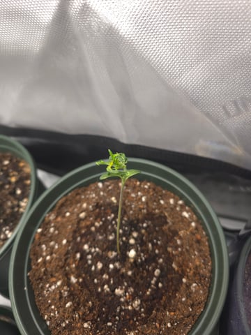 Homegrown - 🍒 🥧 & GSC Auto, 🚀 Seeds 🍌 Buttercups  — vegetative, day 16