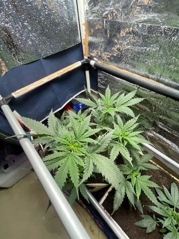 CHEESE AUTO ZEN Seeds