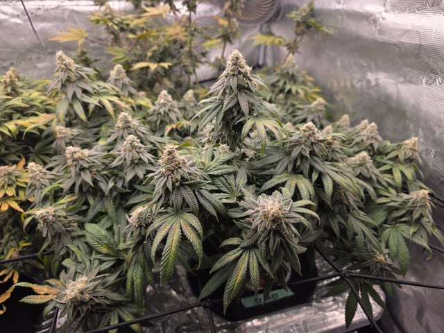 Grow #1 — flower, day 110