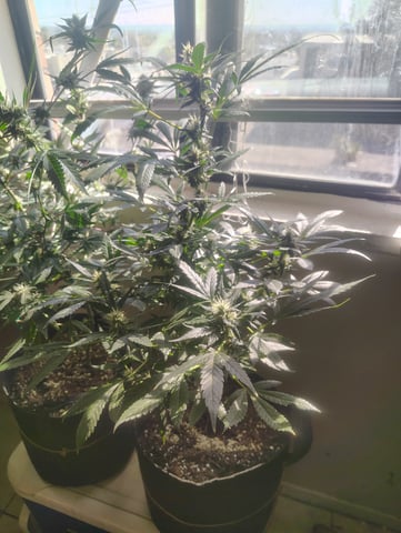 3 in flower — flower, day 21