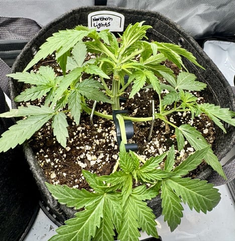 Gas Man #1 — vegetative, day 51