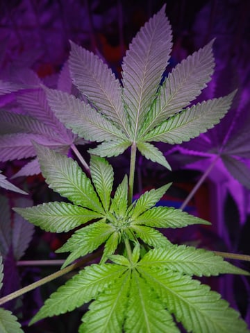 triangle kush  — flower, day 58