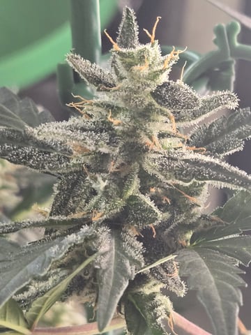 2nd Grow 3x5 tent — flower, day 57