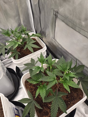 OG Kush  — seedling_rooting, day 20