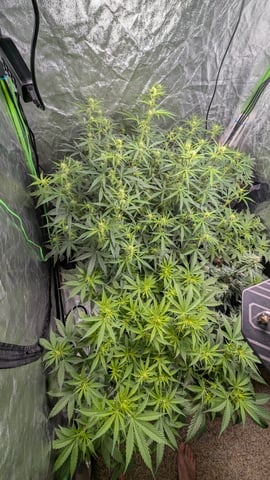 Strawberry Cheesecake Seedsman Seeds Autoflowers x2 — flower, day 48