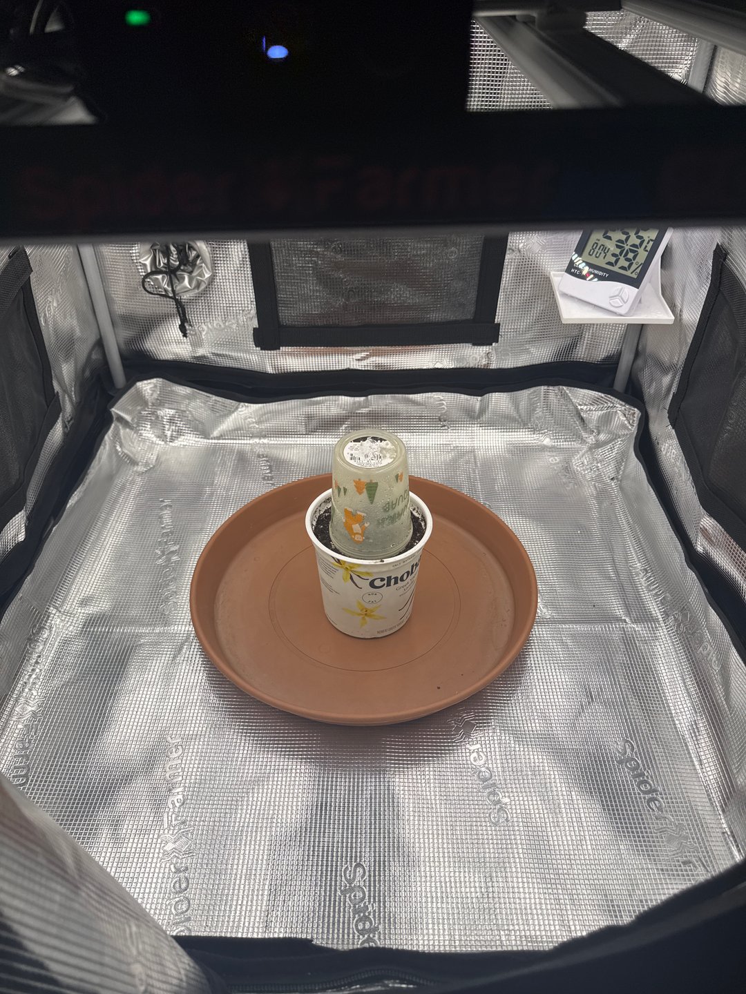 tropical cookies x grandpas cookies #10