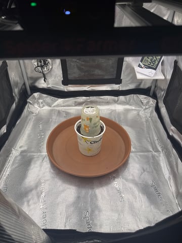 tropical cookies x grandpas cookies #10 — germination, day 1