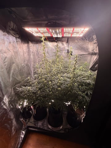 First grow