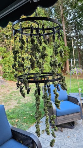 Here We Grow... — harvest, day 140