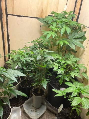 Cherry Pie clones (2nd run)