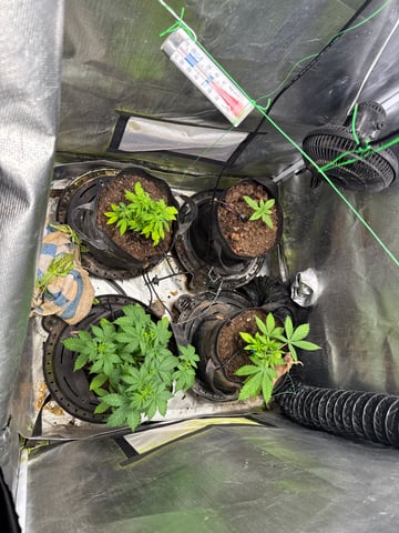 apple fritter/ Cinderella  — seedling_rooting, day 1