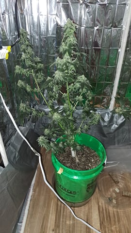 b1. — harvest, day 147