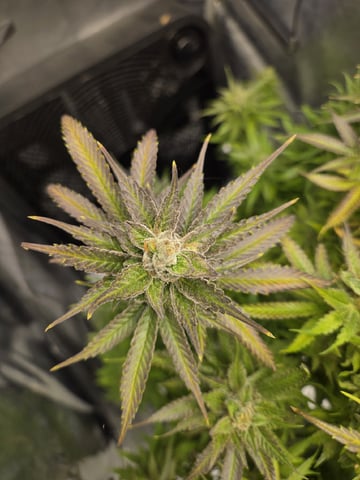 First Indoor Grow — flower, day 120